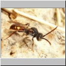 Nomada flava  - Wespenbiene w12.jpg